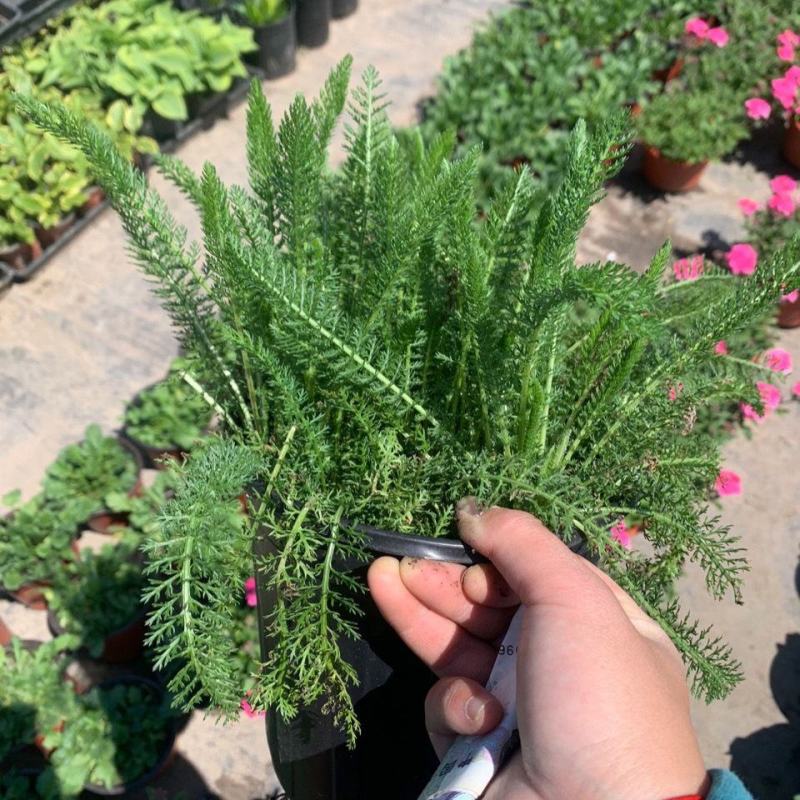 千叶蓍盆栽花苗多年生宿根花卉阳台庭院花园花镜植物西洋蓍草
