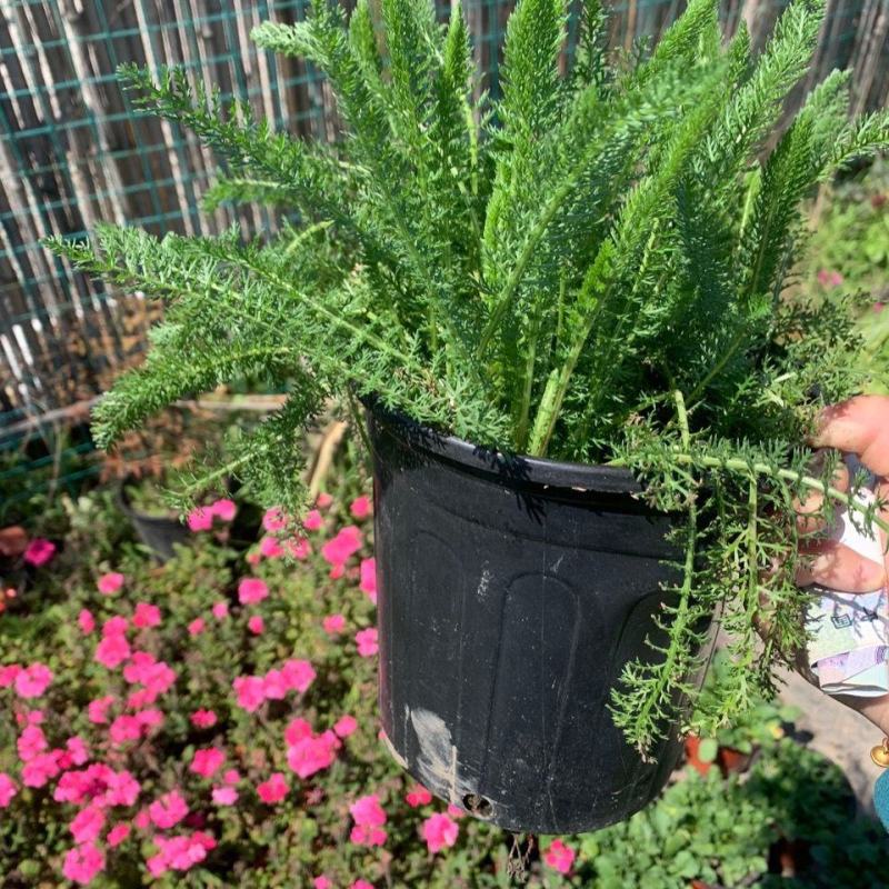 千叶蓍盆栽花苗多年生宿根花卉阳台庭院花园花镜植物西洋蓍草