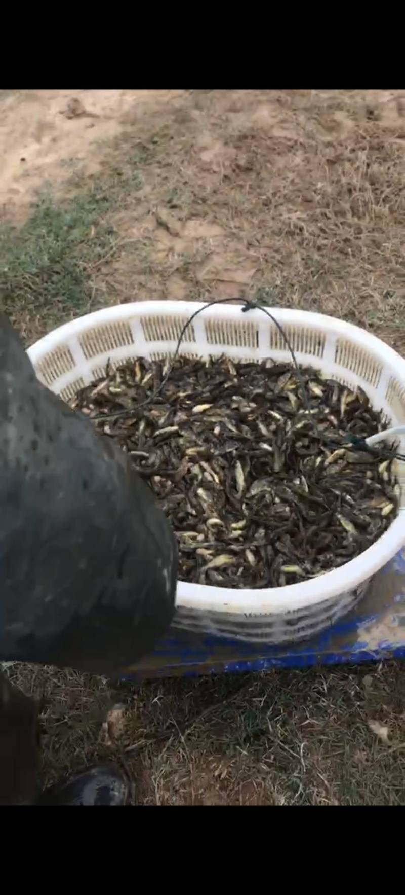 湖北潜江精品鲈鱼苗精品鱼苗货量充足量大从优