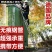 镁多力直梯加厚伸缩梯家用便携升降梯不锈钢竹节梯收缩楼梯折