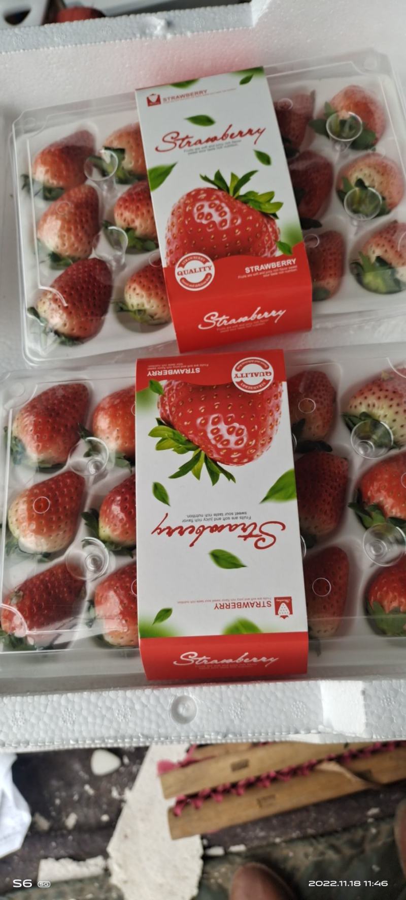 邳州妙香草莓精品草莓妙香奶油草莓果靓味甜