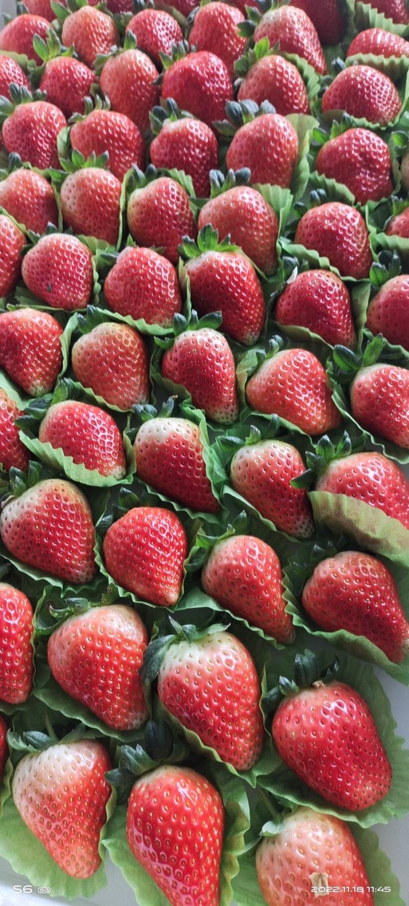 邳州妙香草莓精品草莓妙香奶油草莓果靓味甜