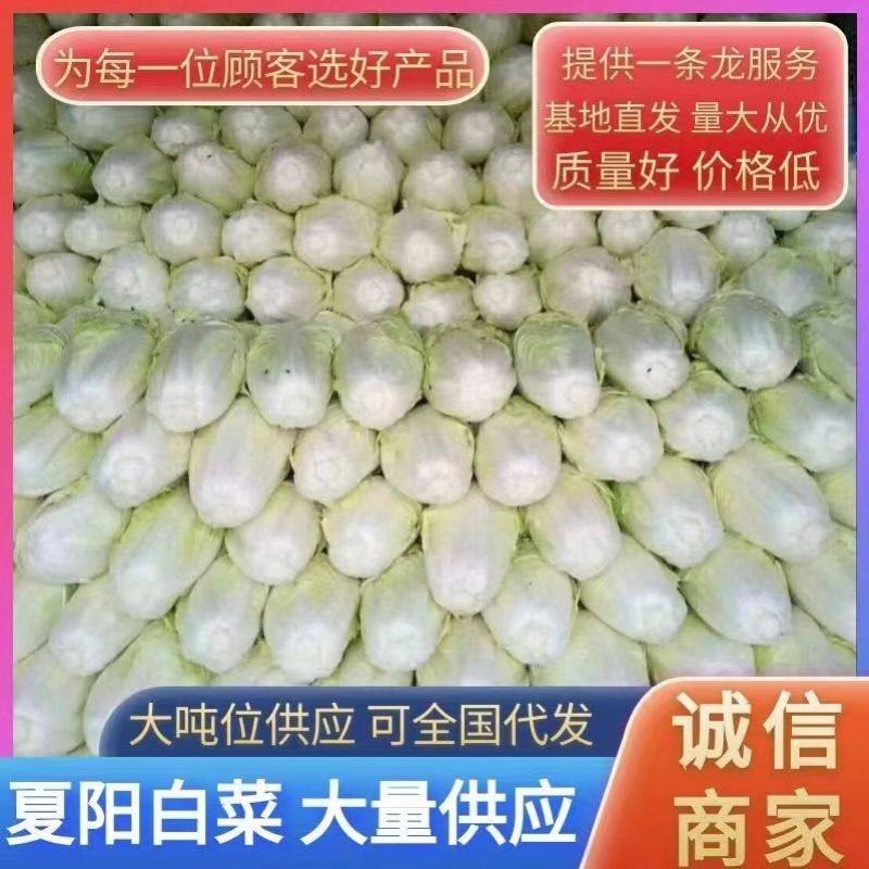 【实力】精品白菜夏阳白菜大量上市，质优价廉欢迎订购