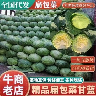 【实力】京丰一号甘蓝产地直发品质保证对接各类客户