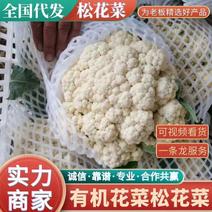 【推荐】精品散花走市场走超市散花白面青梗产地直发