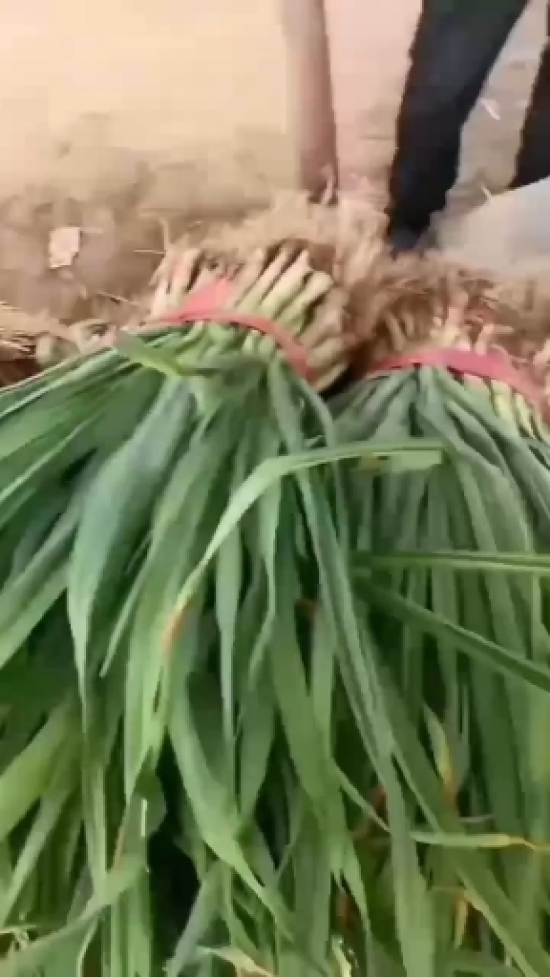 蒜苗三四毛一斤突破历史记录新低，