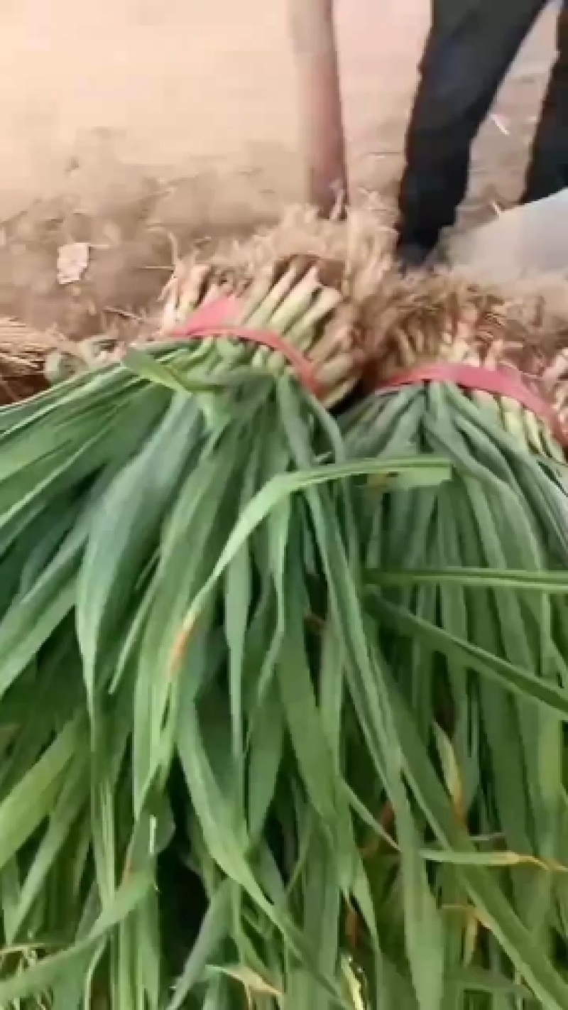 蒜苗三四毛一斤突破历史记录新低，