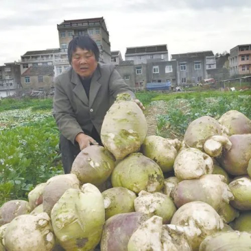 温岭大头菜，芥菜头