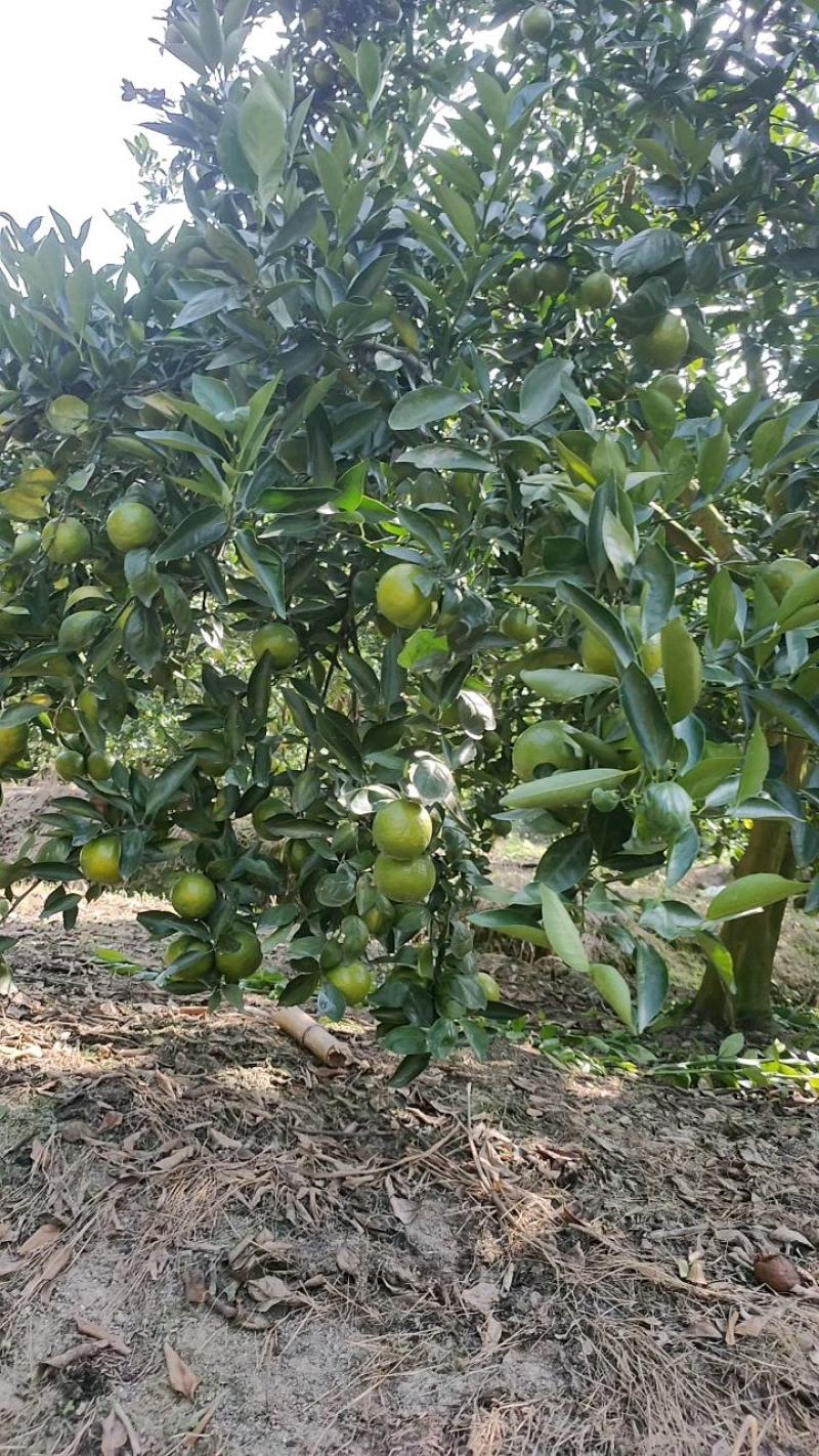 广东省正宗德庆皇帝柑新鲜水果5斤装现摘现发