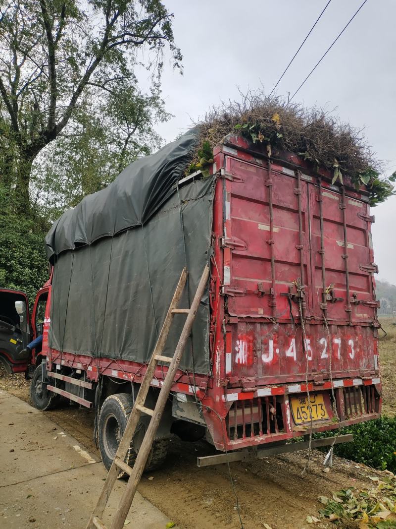 常德桃源杂交板栗嫁接苗现挖现发保质保量价格可谈