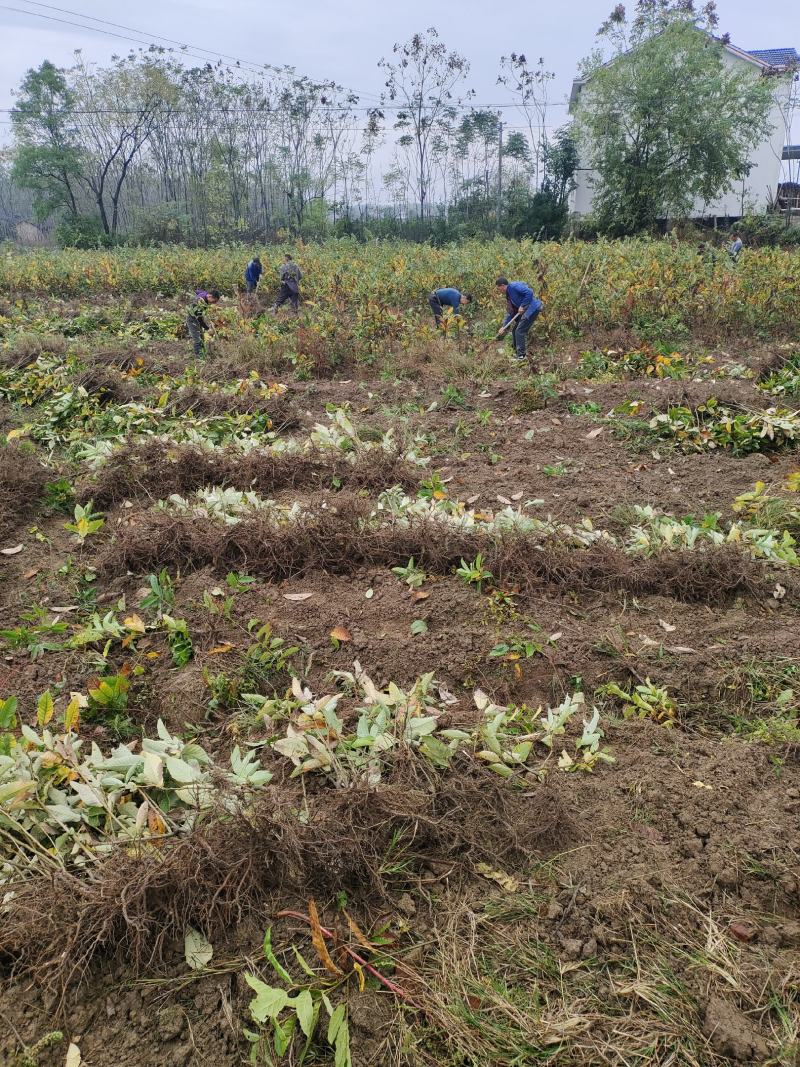 常德桃源杂交板栗嫁接苗现挖现发保质保量价格可谈