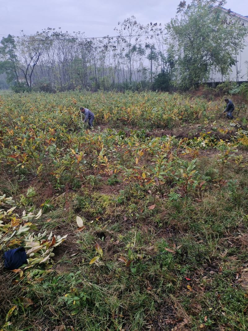 常德桃源杂交板栗嫁接苗现挖现发保质保量价格可谈