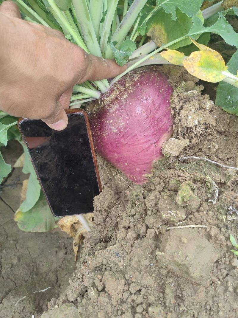 百亩芥兰上市。洋芥菜，货源充足，质量优良。欢迎老板采购