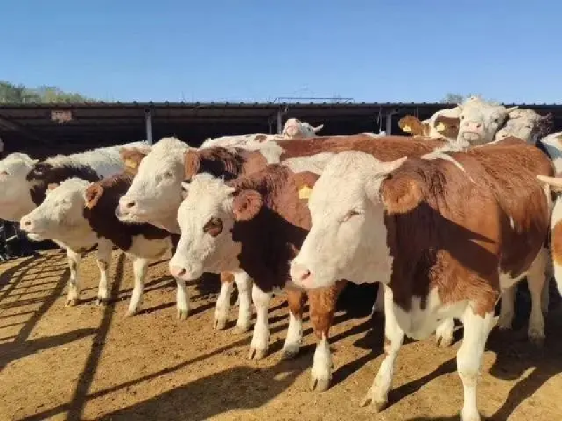 [荐]黄牛活牛改良肉牛包成活免费运输欢迎来