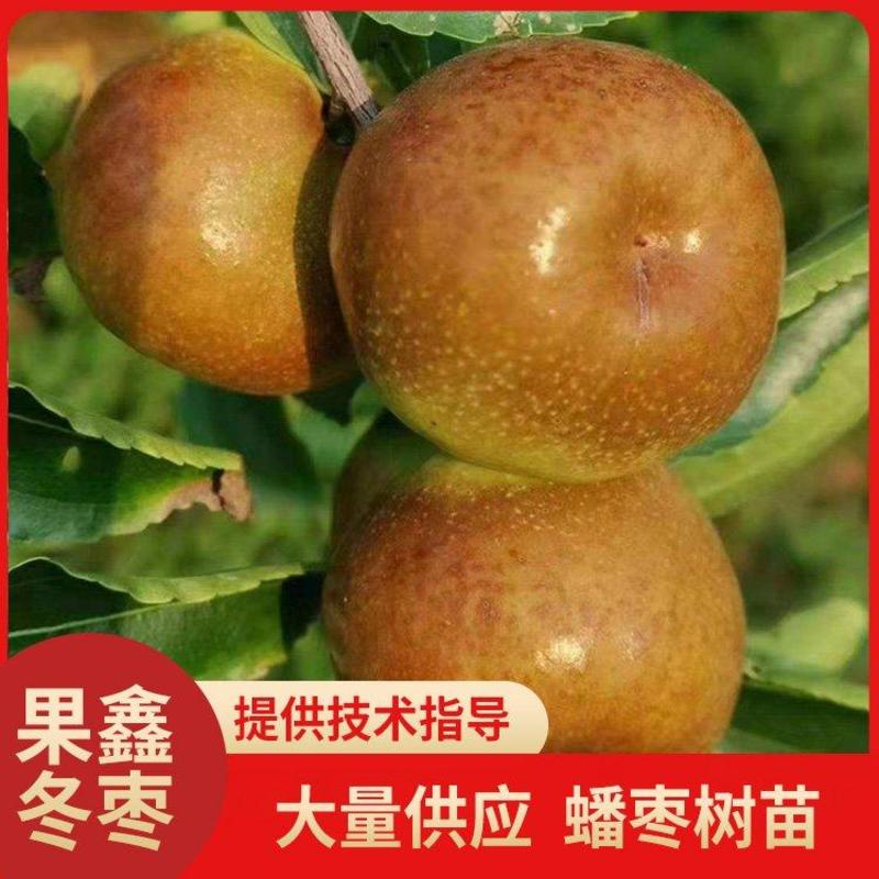 【推荐老店】沾化冬枣苗新品种蟠枣树苗保成活包挂果