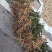 广西来宾市金秀县大瑶山野生甜茶苗
