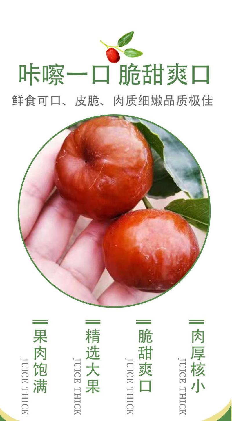 冬枣苗新品种【实力】新品种，蟠枣树苗，包成活，包挂果