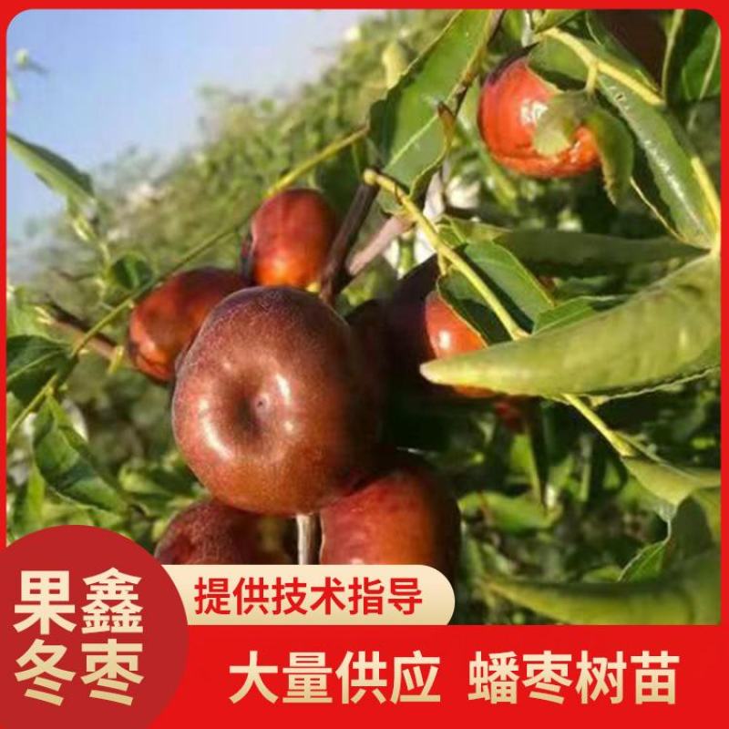 【推荐老店】沾化冬枣苗新品种蟠枣树苗保成活包挂果