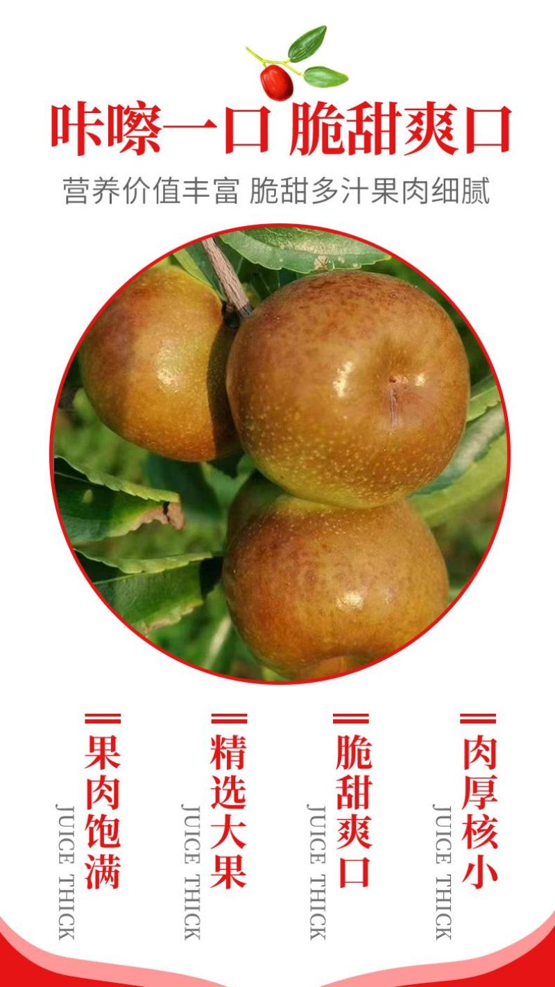 【推荐老店】沾化冬枣苗新品种蟠枣树苗保成活包挂果