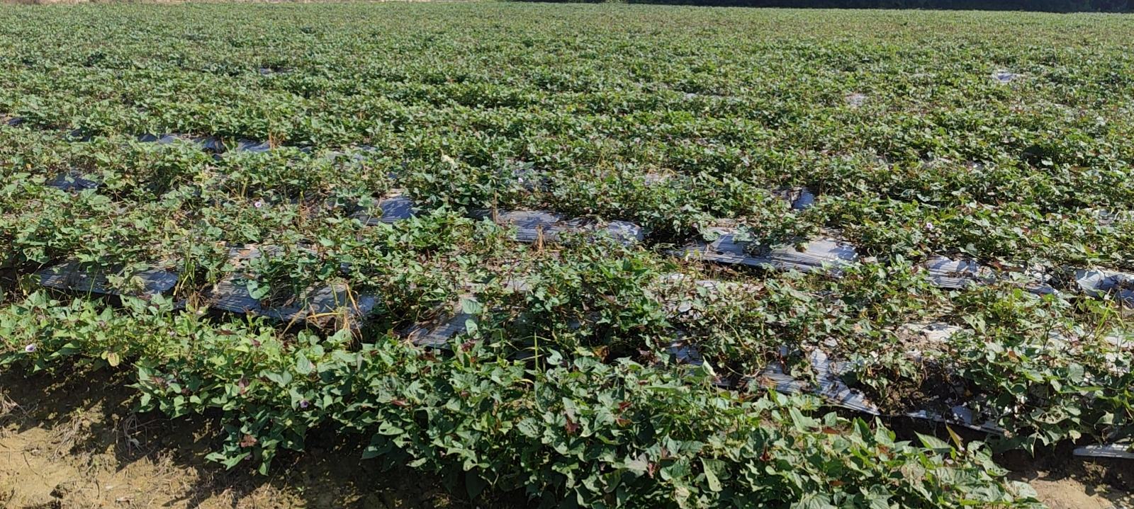 甘薯田间生长实景图