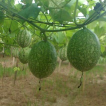 野生瓜蒌种子栝楼糖瓜萎蒌瓜楼瓜根茎叶花果籽多年生爬藤