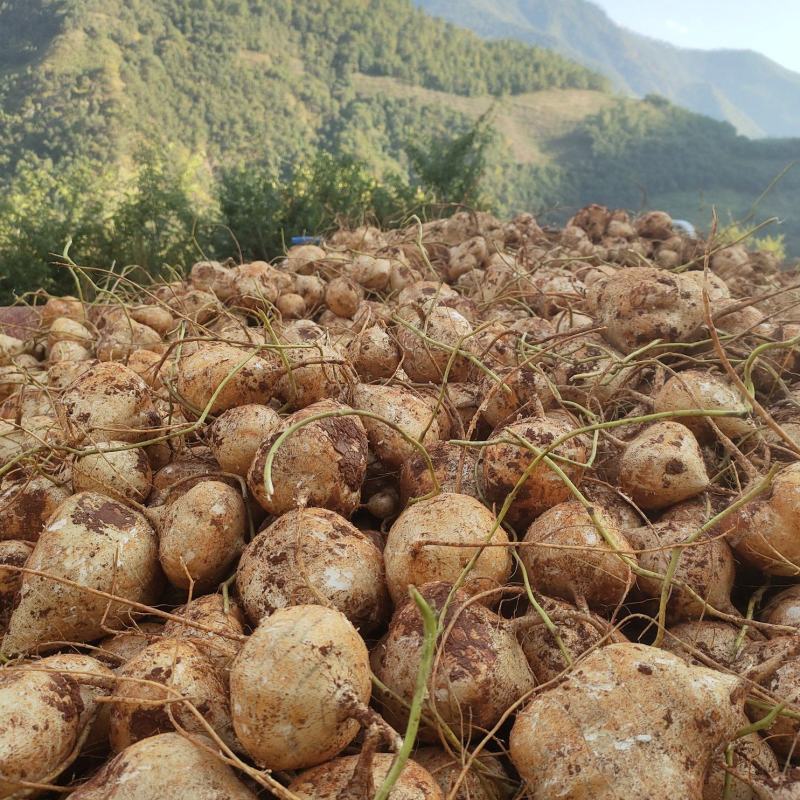 出售里庄土瓜(凉薯)