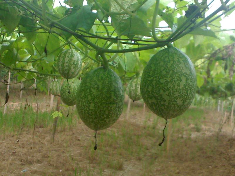 野生瓜蒌种子栝楼糖瓜萎蒌瓜楼瓜根茎叶花果籽多年生爬藤