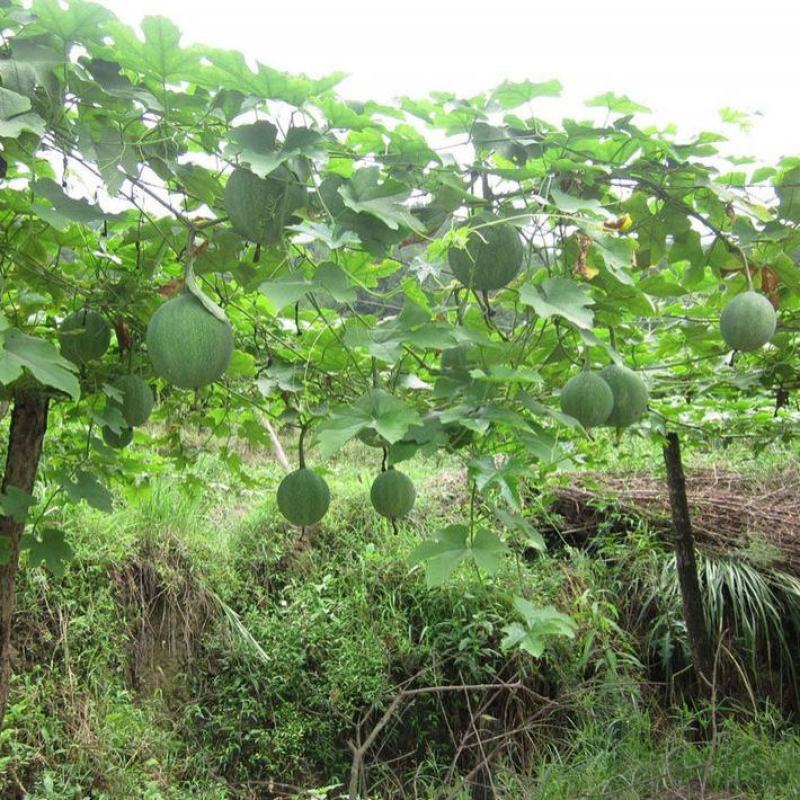 野生瓜蒌种子栝楼糖瓜萎蒌瓜楼瓜根茎叶花果籽多年生爬藤
