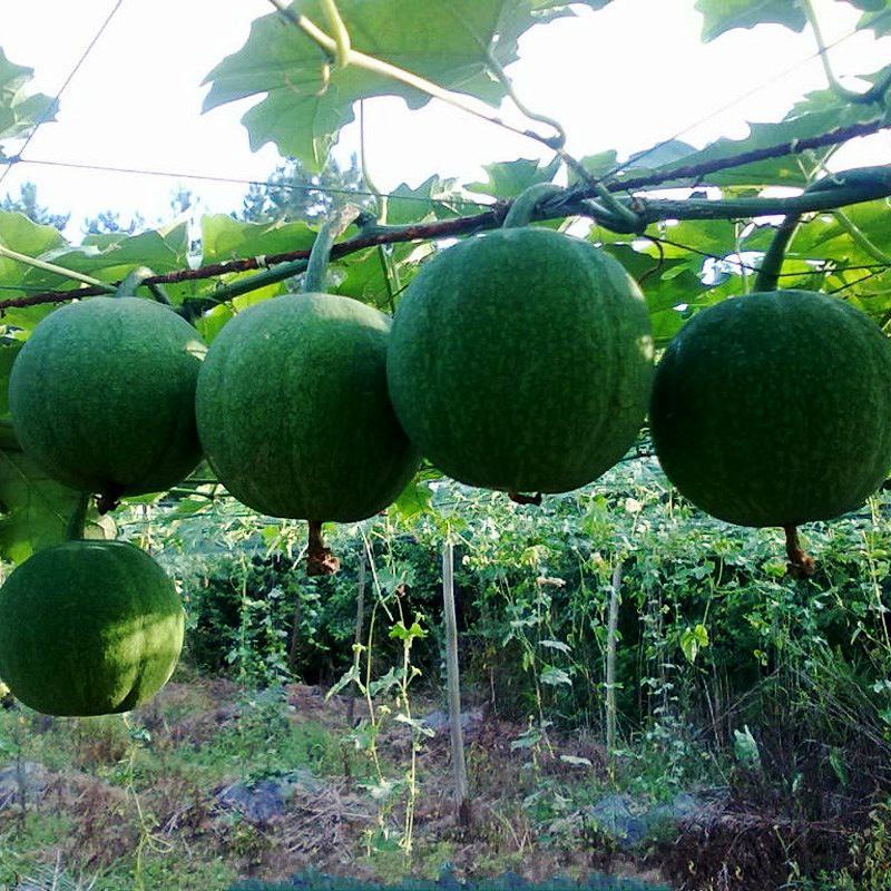 野生瓜蒌种子栝楼糖瓜萎蒌瓜楼瓜根茎叶花果籽多年生爬藤
