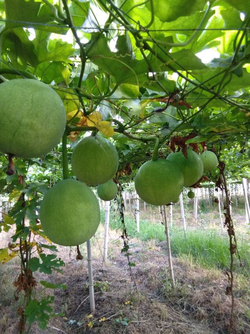 野生瓜蒌种子栝楼糖瓜萎蒌瓜楼瓜根茎叶花果籽多年生爬藤