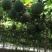 野生瓜蒌种子栝楼糖瓜萎蒌瓜楼瓜根茎叶花果籽多年生爬藤