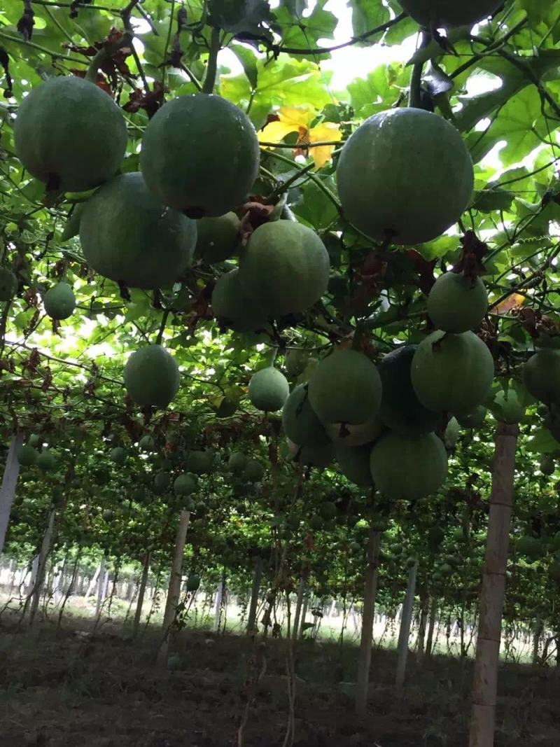 野生瓜蒌种子栝楼糖瓜萎蒌瓜楼瓜根茎叶花果籽多年生爬藤