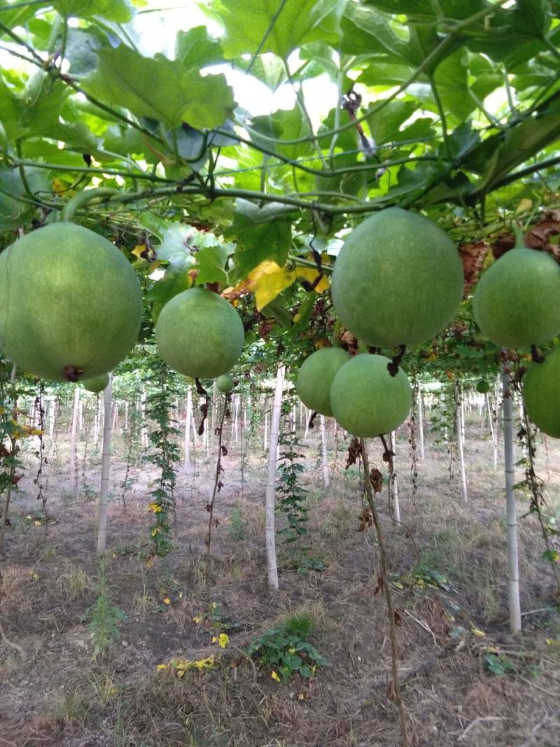 野生瓜蒌种子栝楼糖瓜萎蒌瓜楼瓜根茎叶花果籽多年生爬藤