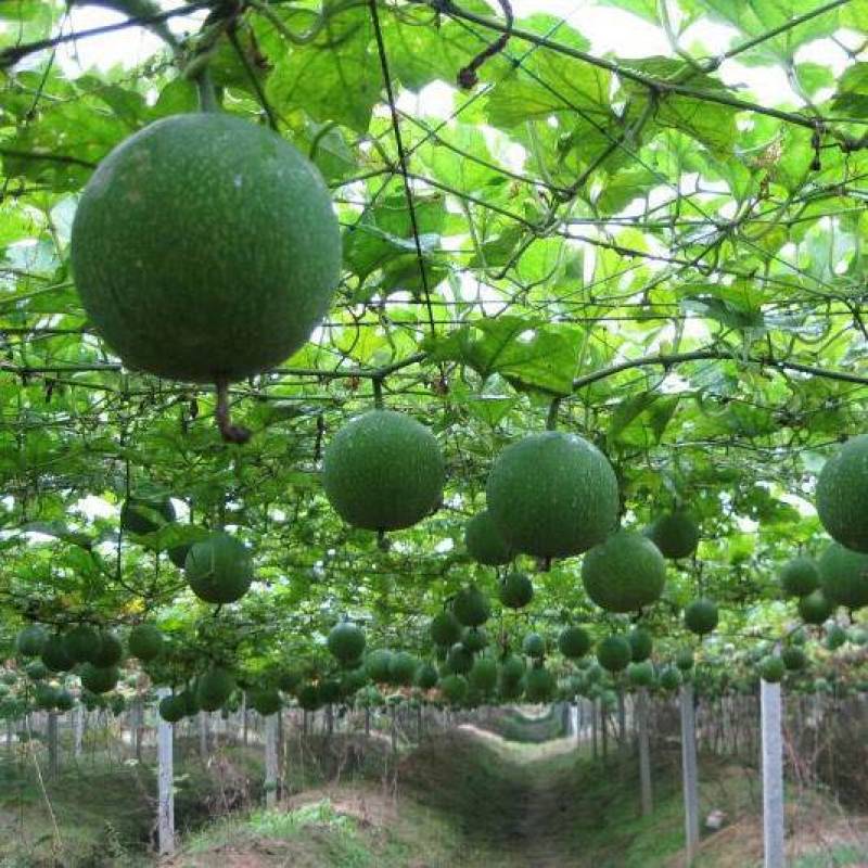 野生瓜蒌种子栝楼糖瓜萎蒌瓜楼瓜根茎叶花果籽多年生爬藤