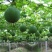 野生瓜蒌种子栝楼糖瓜萎蒌瓜楼瓜根茎叶花果籽多年生爬藤