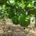 野生瓜蒌种子栝楼糖瓜萎蒌瓜楼瓜根茎叶花果籽多年生爬藤