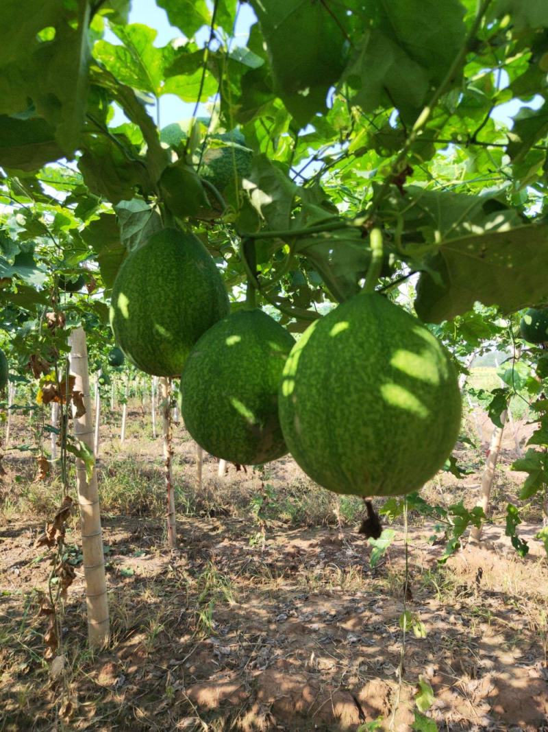 野生瓜蒌种子栝楼糖瓜萎蒌瓜楼瓜根茎叶花果籽多年生爬藤