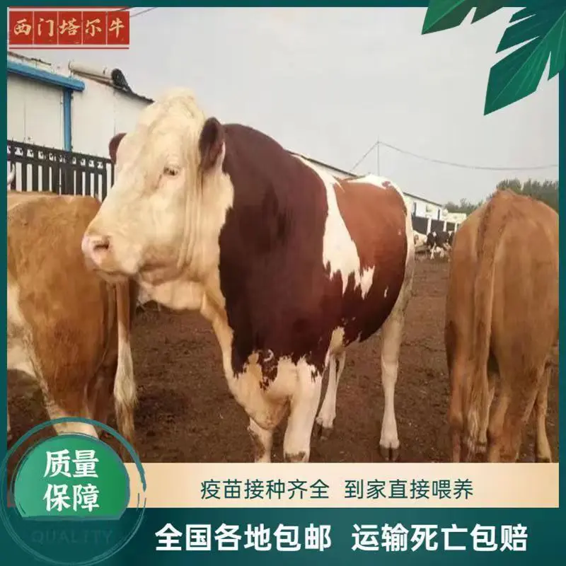 [精]西门塔尔牛肉牛牛犊黄牛疫苗齐全包成活