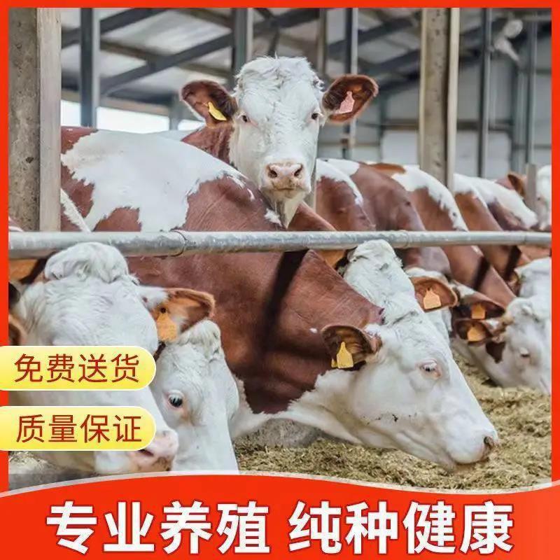 [精]西门塔尔牛肉牛牛犊黄牛疫苗齐全包成活