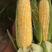 云南保山甜玉米有双色花超黄白，玉米香甜可口可生吃煮熟吃