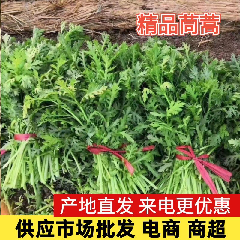 【茼蒿】山东精品小叶茼蒿产地直发供应各大市场电商