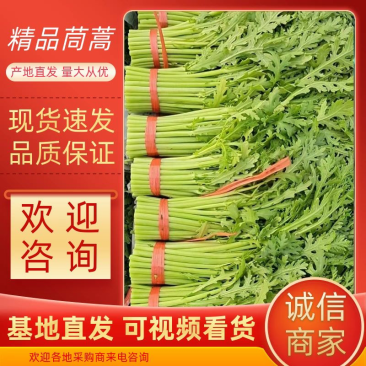 潍坊产地，精品茼蒿菜，一手货源，质量有保障