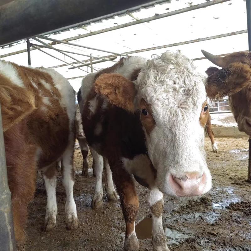 西门塔尔牛牛犊小牛犊幼崽活苗全国运输包成活包技术