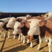 西门塔尔牛牛犊小牛犊幼崽活苗全国运输包成活包技术