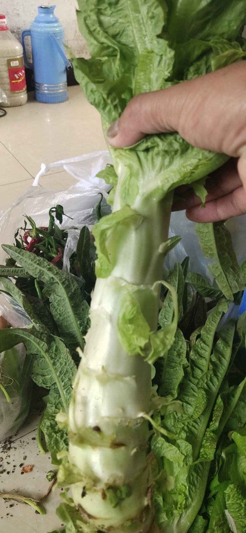 莴苣大量上市中欢迎来人来电联糸有专业工人质量保证