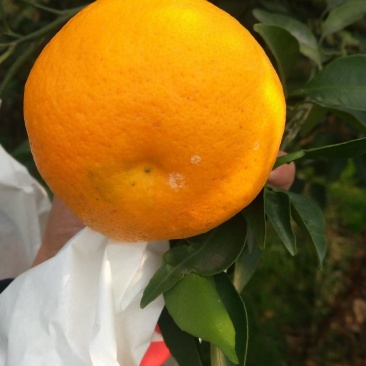 春见耙耙柑