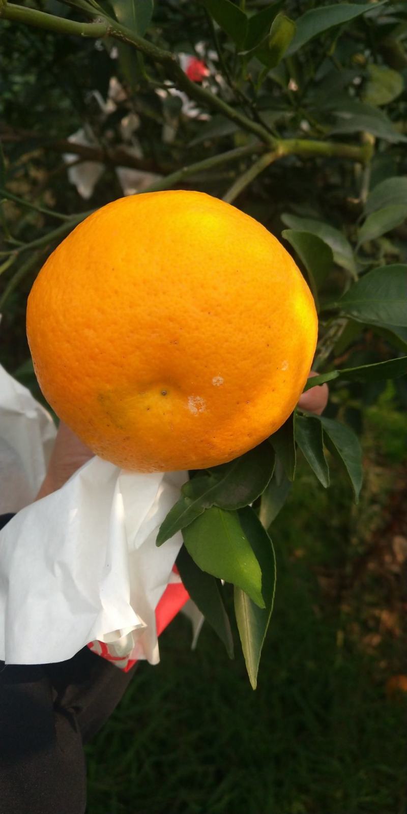 春见耙耙柑