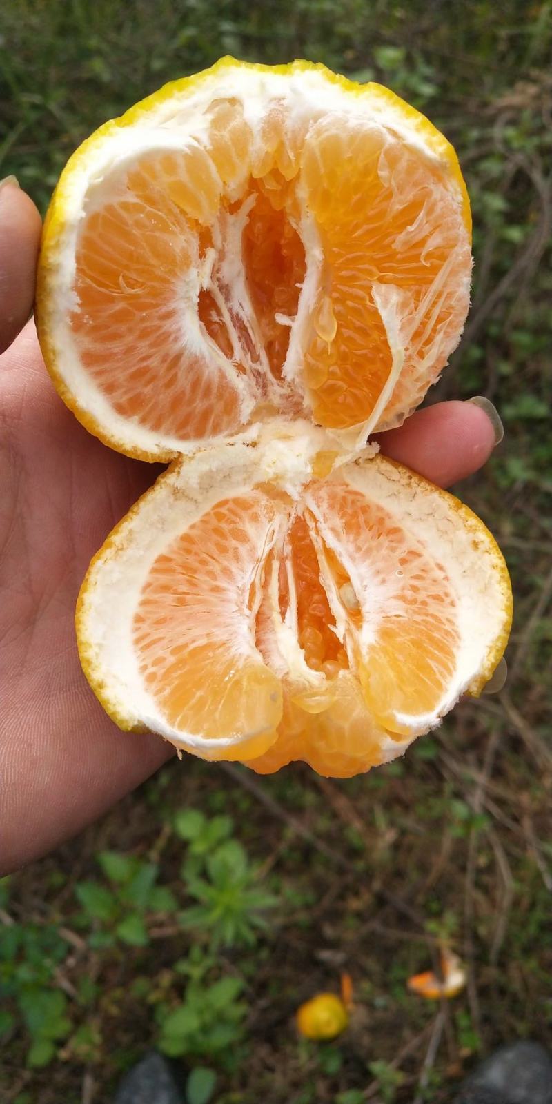 春见耙耙柑
