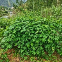 甜茶，刺儿茶