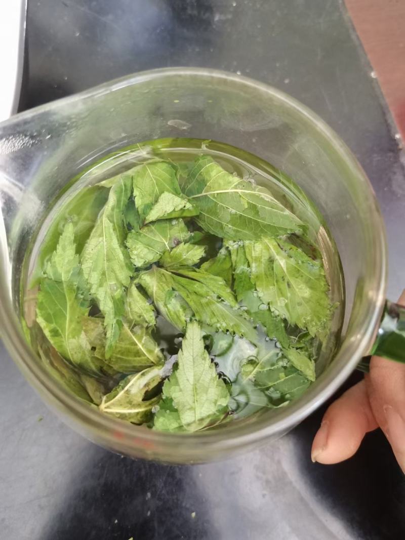 甜茶，刺儿茶